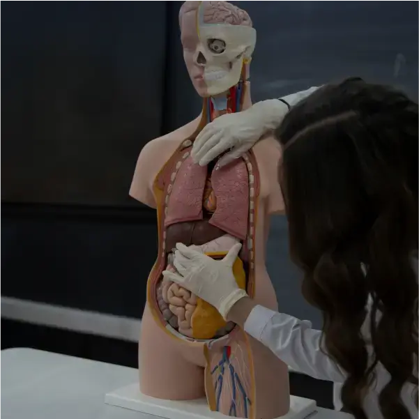 Anatomia Humana